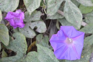 Ipomoea purpurea