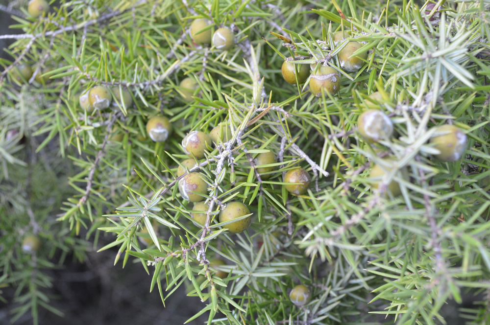 Juniperus communis
