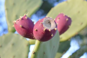 Opuntia