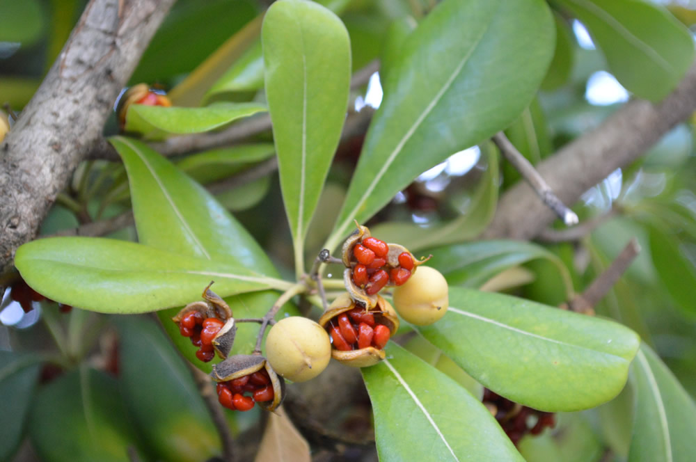 Pittosporum tobira