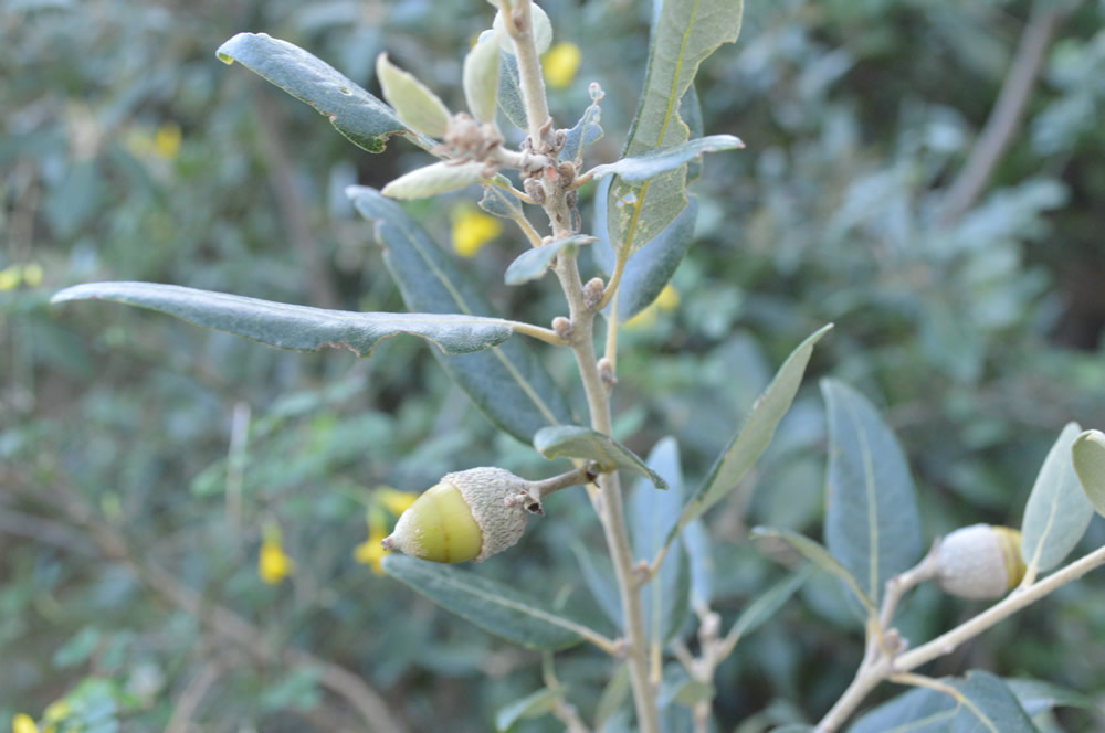 Holm oak