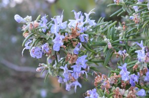 Rosemary