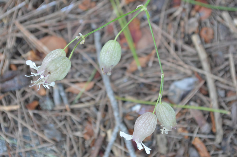 Bladder campion