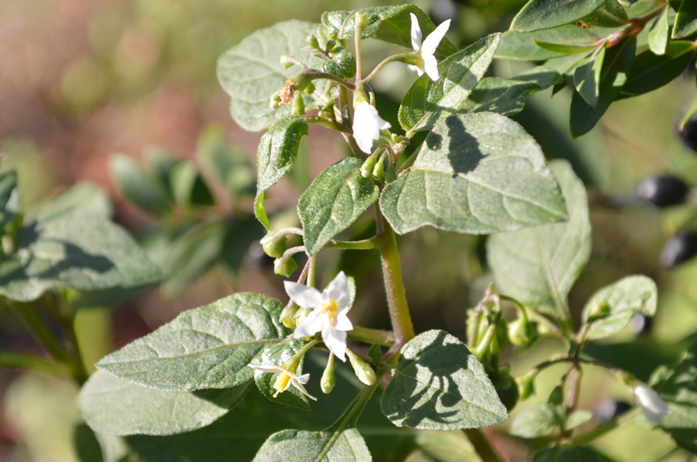 Solanum nigrum