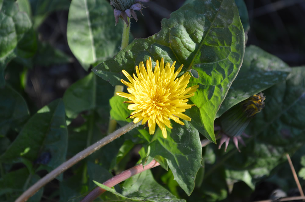 Taraxacum