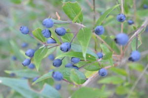 Vaccinium