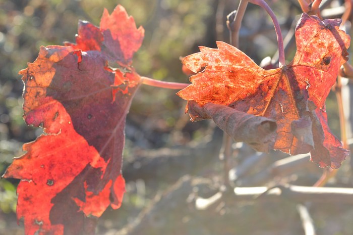 Vine leaves - a lovely splash of colour in winter!