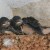 Preening