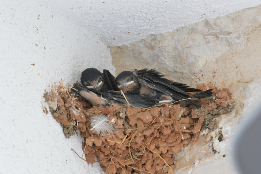 Just like real birds