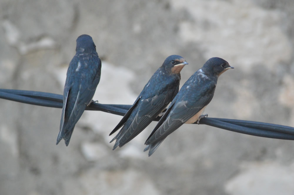 Young swallows
