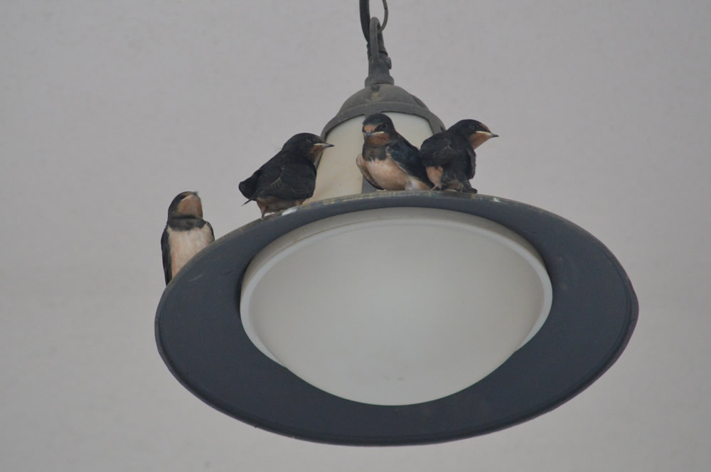 Fledglings on the light