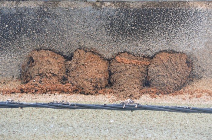 House martin nests for comparison