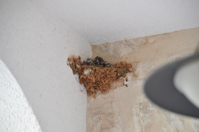 Swallow nest in our porch