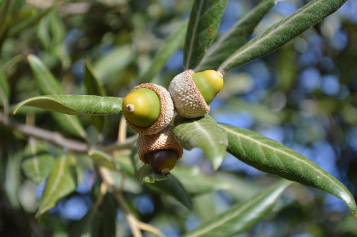 Acorns