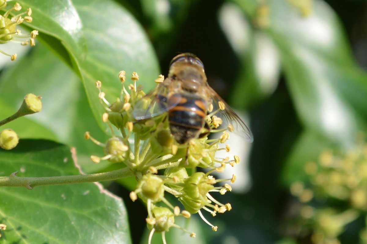 Solitary bee - Osmia rufa