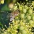 Honeybee