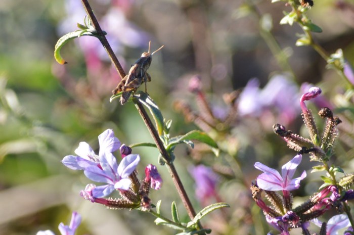 Cricket on plumbago