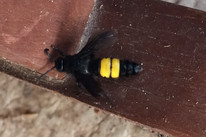 Mammoth wasp, Megascolia maculata