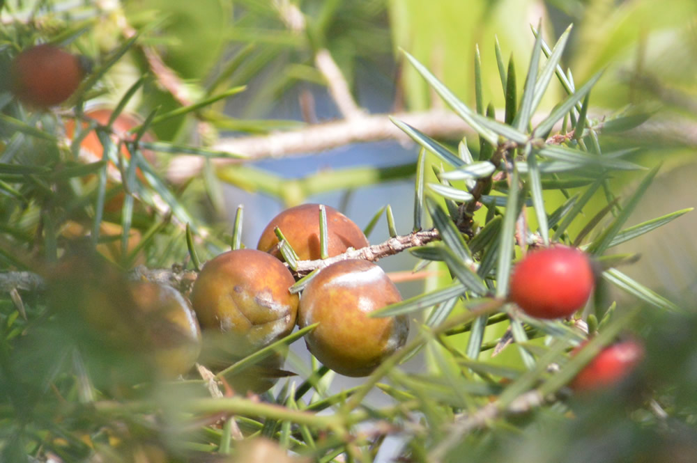 Juniper berries