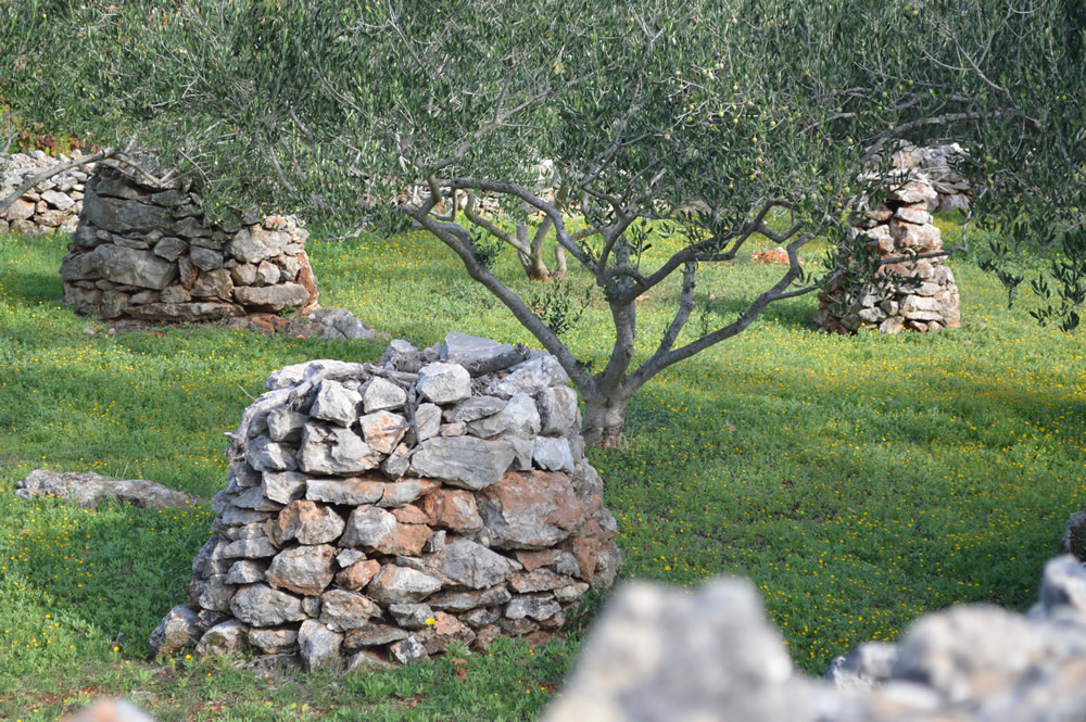 Olive grove