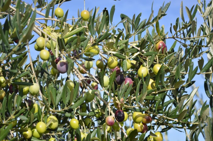 Olives on the tree