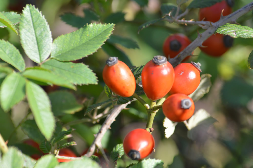 Rosehips
