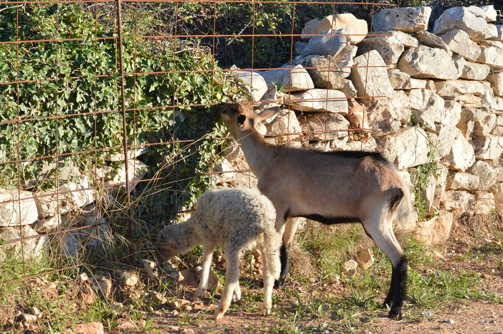 Sheep and goat out for lunch