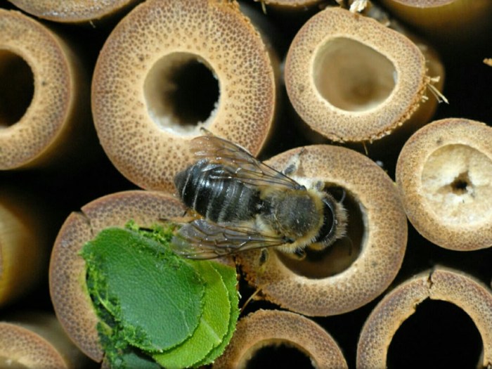 Solitary bee