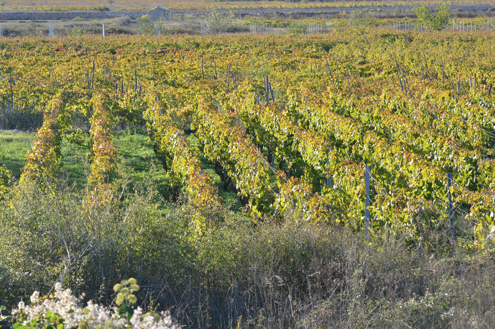 Vineyard in early October