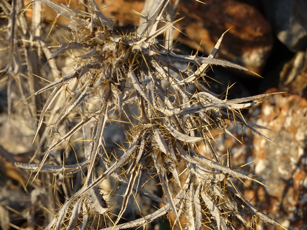 Dried Amethyst sea-holly