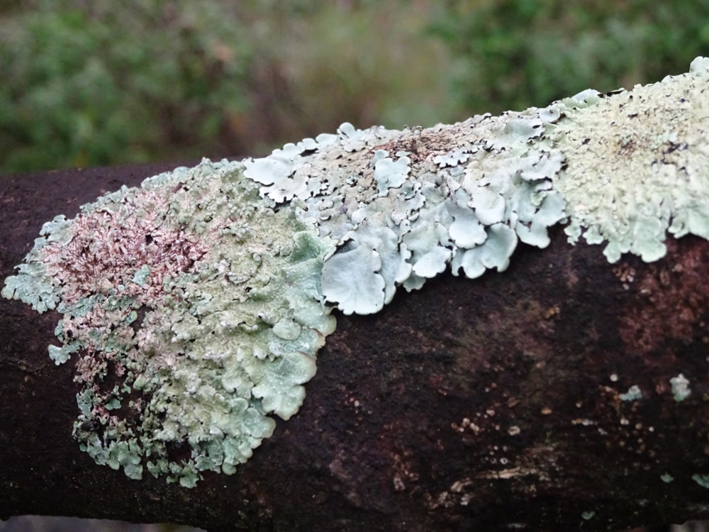 Lichen on olive branch
