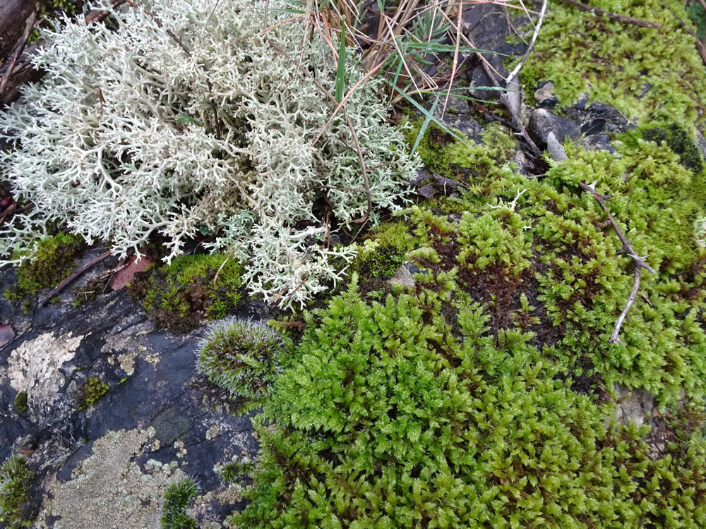 Moss & lichen