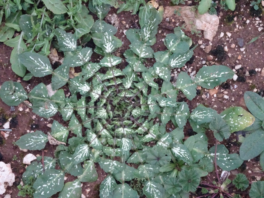 Rosette of leaves