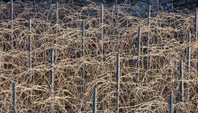 Vines with last year's growth