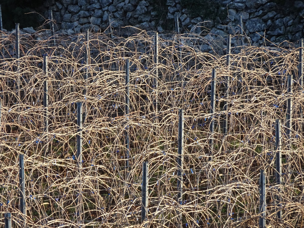 Vines with last year's growth