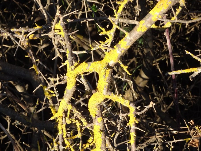 Tree branches picked out in yellow lichen