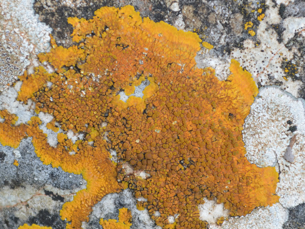 Caloplaca lichen