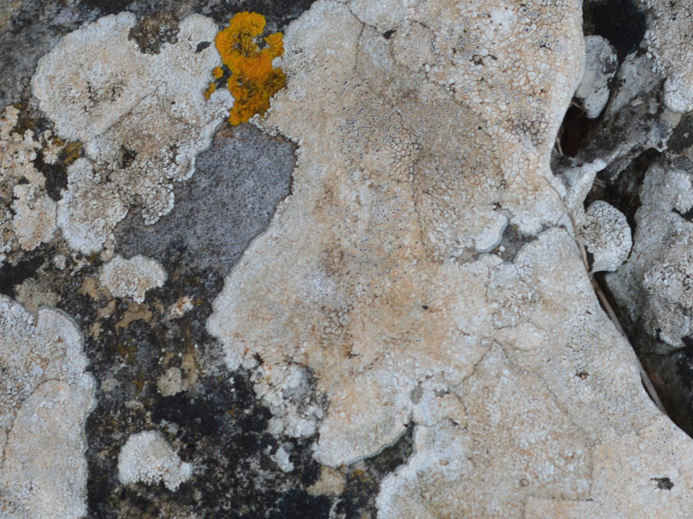 White crustose lichen
