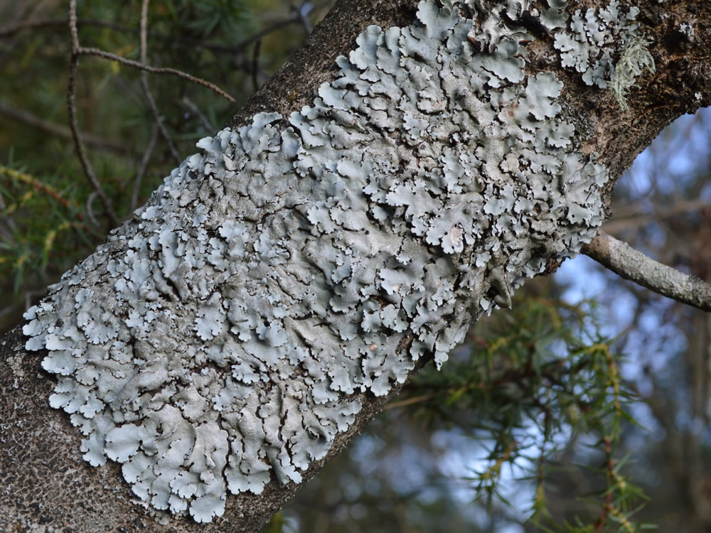 Parmelia lichen