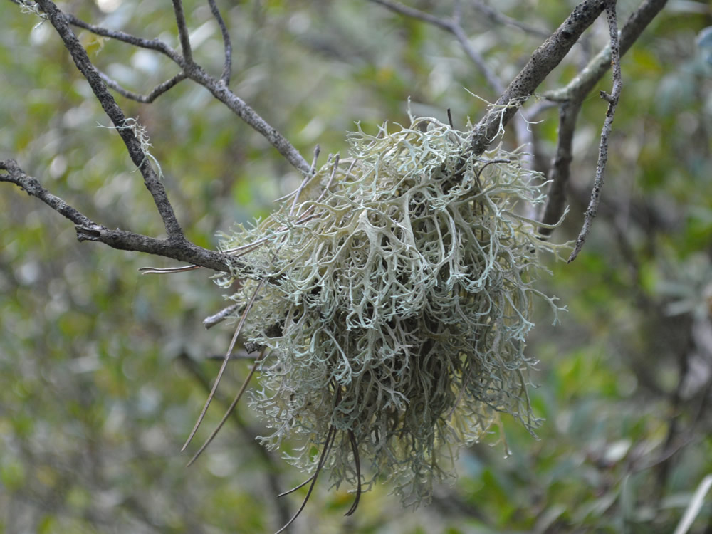 Evernia lichen