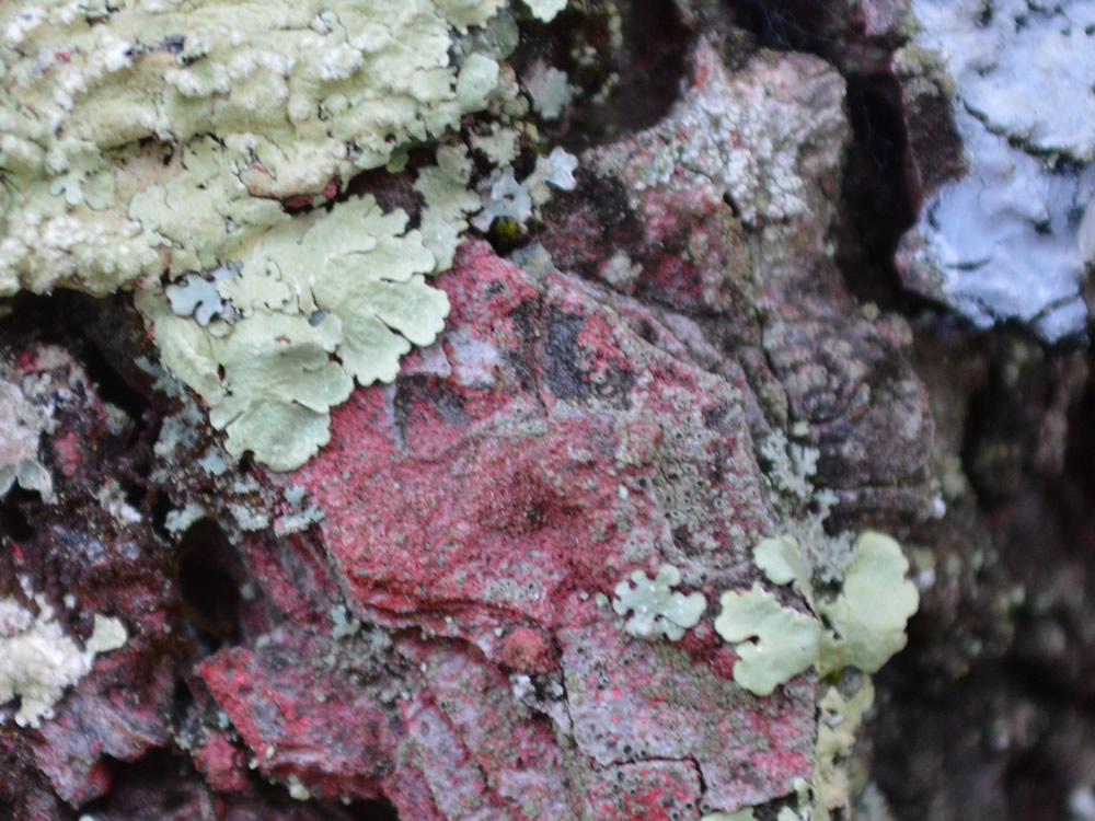 Lichen mosaic