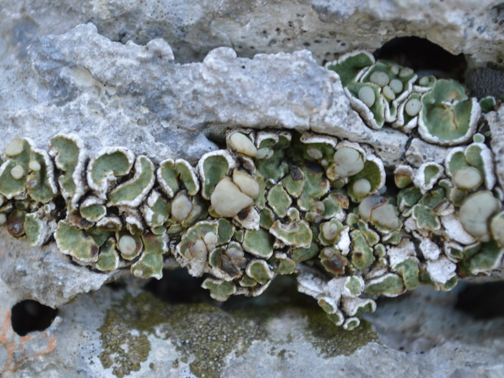 Squamarina lichen