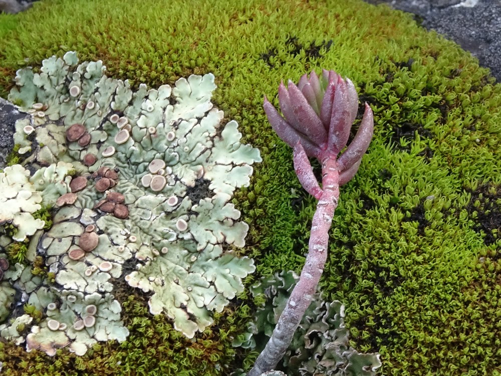 Moss, lichen and succulent