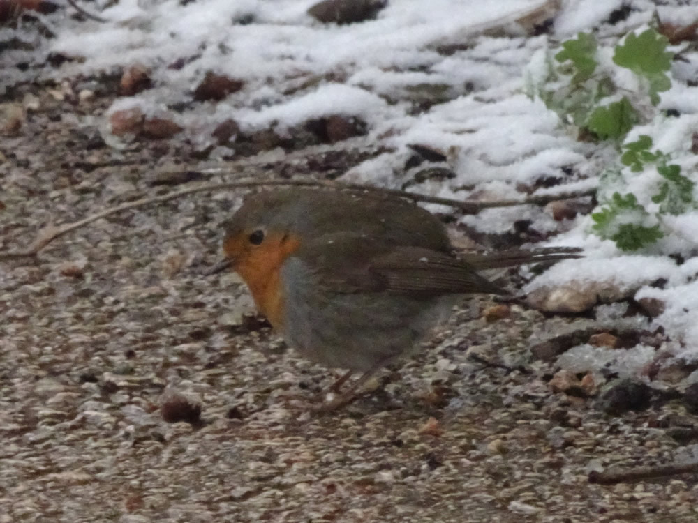 Fluffed-up robin