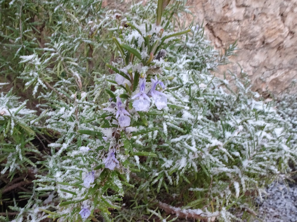 Rosemary in flower