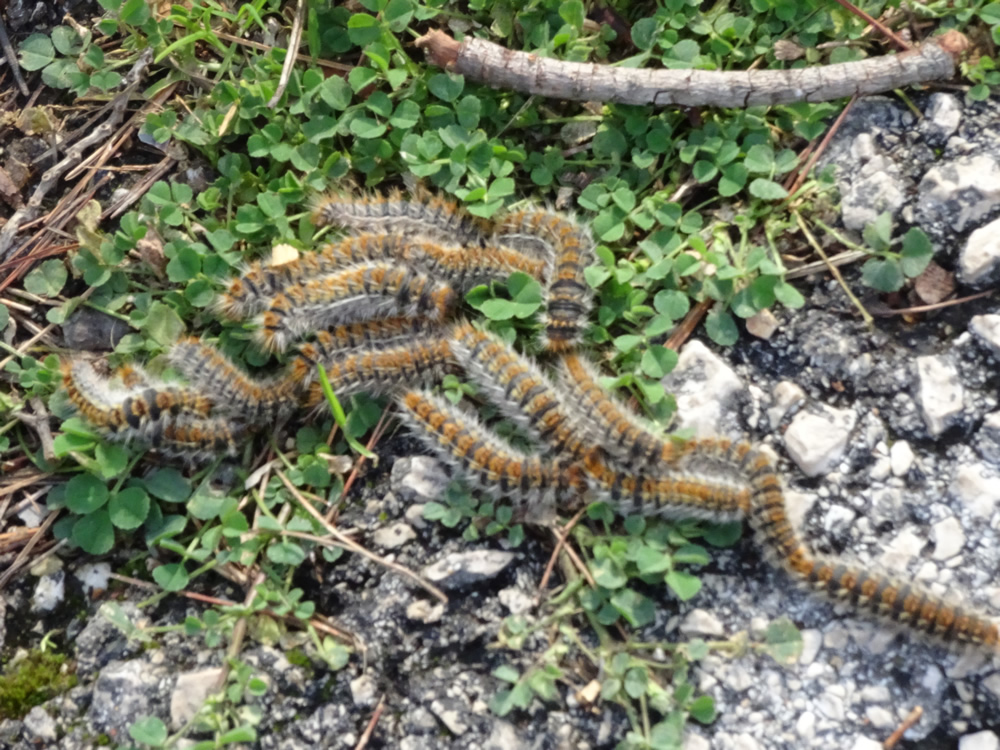 Pine Processionary caterpillars