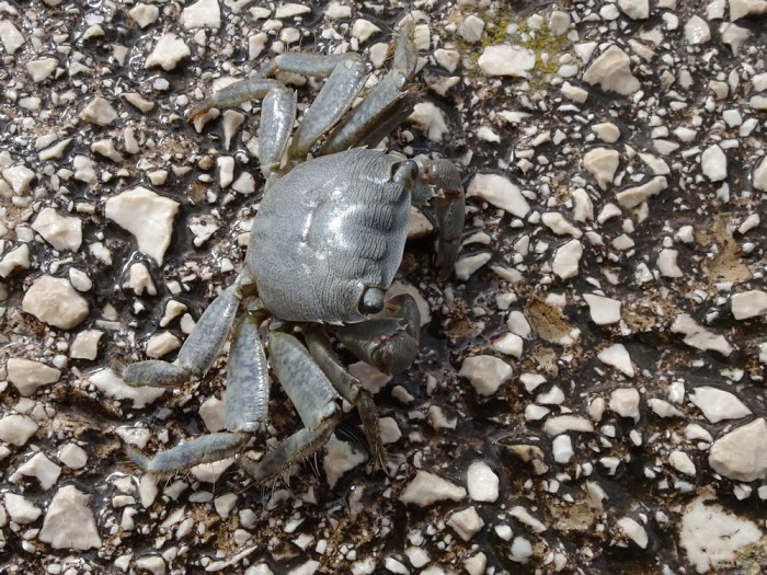 Small crab