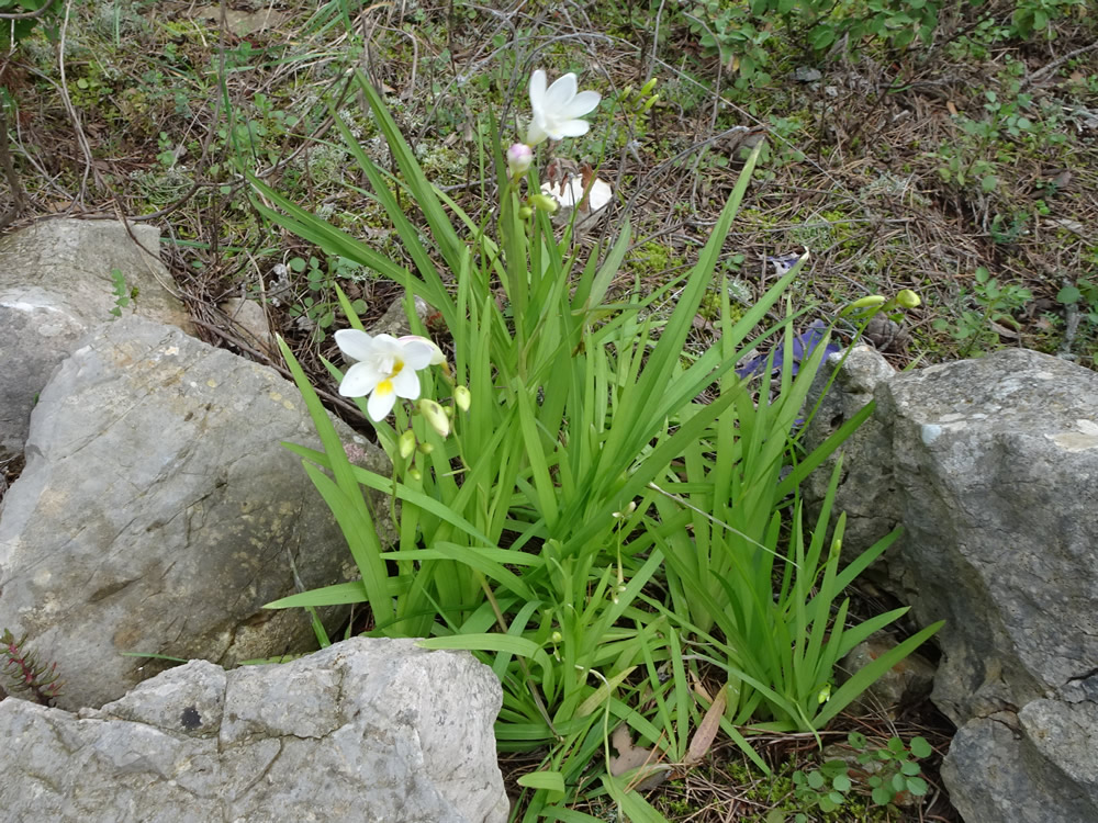 Wild freesia