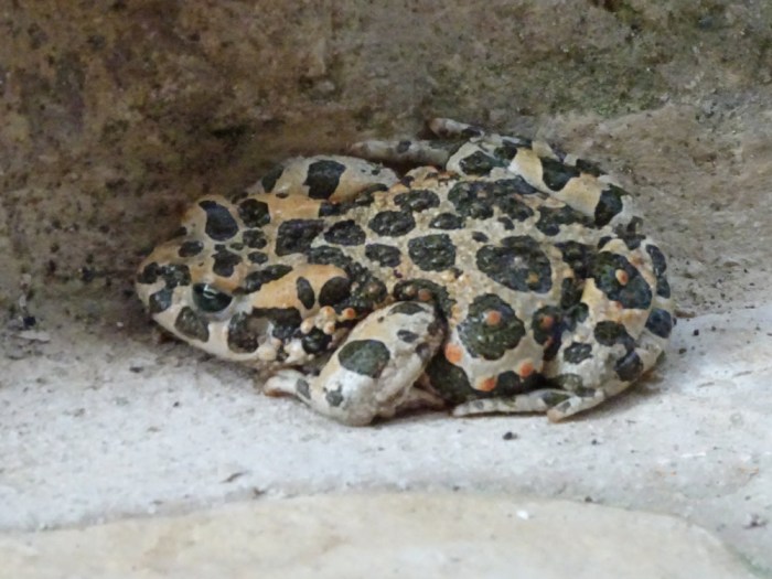 European Green Toad (Bufo viridis)