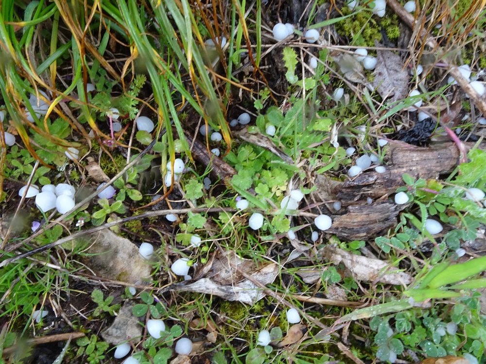 Hailstones!